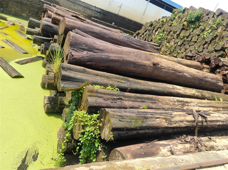 Why Burmese Teak is Soaked in Water？
