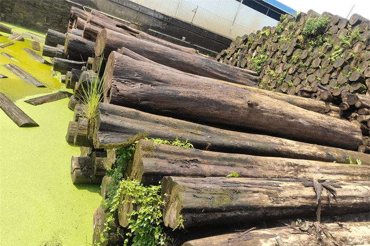 Why Burmese Teak is Soaked in Water？ - WORDS WITH WOOD LTD